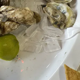 Filthy oysters