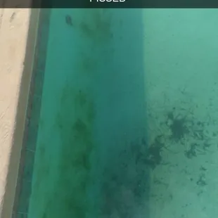 This is how they keep the pool, was told the "they clean it daily and the wind did this"