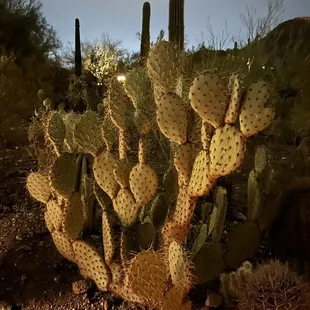 Another beautiful cactus