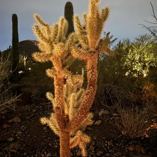 Another beautiful cactus