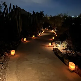 Luminarias lighting up the pathways at the desert botanical garden