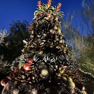 Succulent Christmas tree