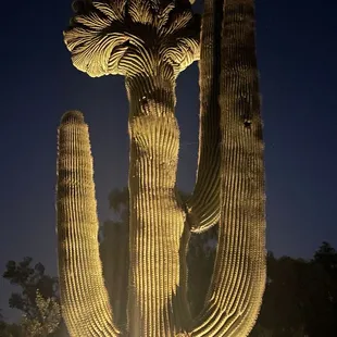 Doesn't this look like a cat?