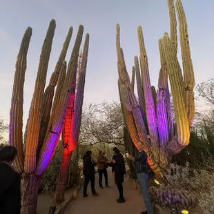 Lighting on the cacti