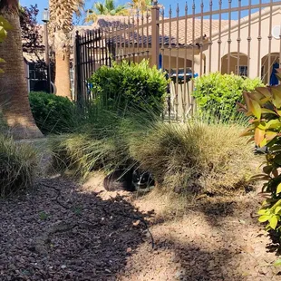 A cat hiding in the bushes near the community pool