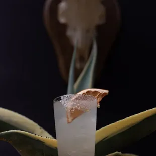 a tall glass with ice and a slice of orange
