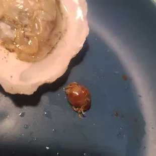 food, oysters, mussels, shellfish, oysters and mussels