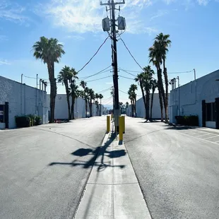 empty street with palm trees