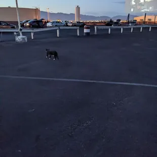 I think this cat lives  here.  We keep cat/dog food in the car in case we find a  hungry critter. She ate it all :  )