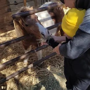 a little girl feeding a pony