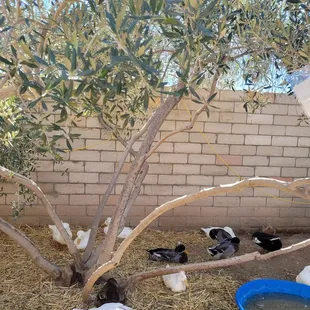 ducks and ducks in a pen