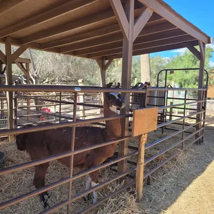 a llama in a pen