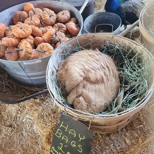 a cat sleeping in a basket