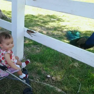 If I'm not mistaken, this is the only farmers market in Vegas with peacocks :)