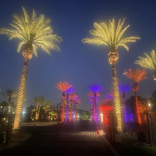 The palm trees at the entrance with festive lighting.