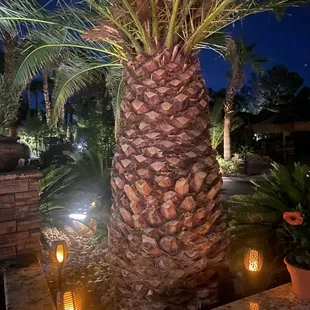 Love the palm trees on our site.