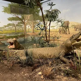 Alligators and Hippos - Africa Exibit