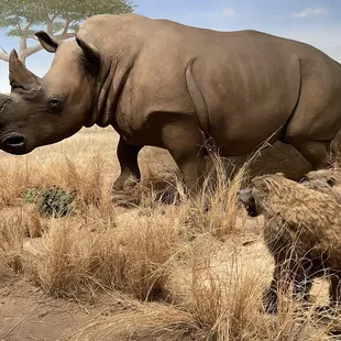 Life size rhino