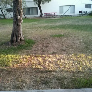 The inner landscaping for the Holly Ave location in this apartment complex.