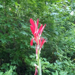 Beautiful plant in the nature center