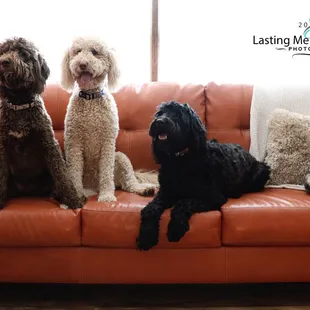 The "kids"-Pet photography