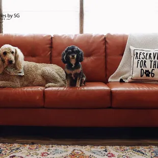 Best friends-pet photography