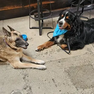 DOG FRIENDLY!