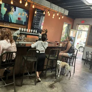 Dog peed on the floor