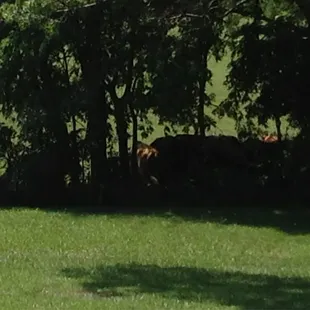 Cows!