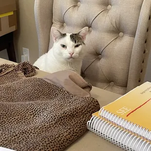 My cat likes it Puerto Tripleta Sandwich