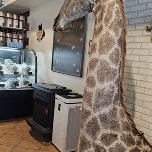 It&apos;s uhhh giraffe!