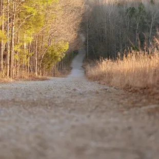 Hiking trail and surrounding area