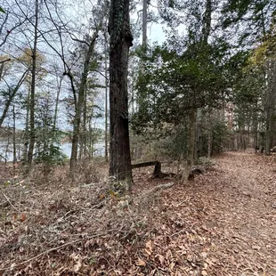 Waterfront trail