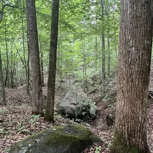 Trail in Latta