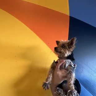 Awesome brewery with great atmosphere and dog friendly!