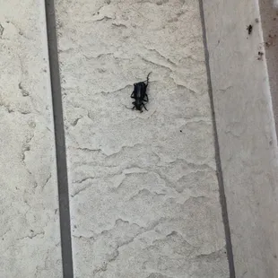 Dead bug (I hope) and dirty floor