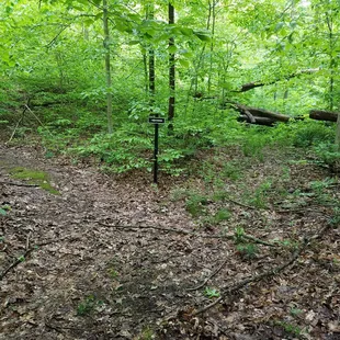 finally, the path widens again