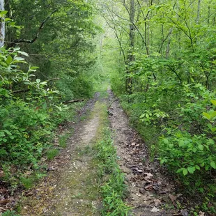 starts with a wide trail