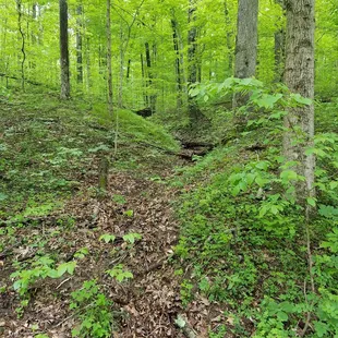 path stays narrow for awhile