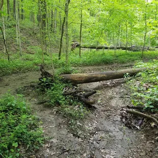 near the creek on the south end of the loop