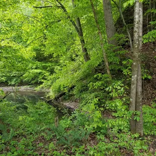 early trail on the ascent