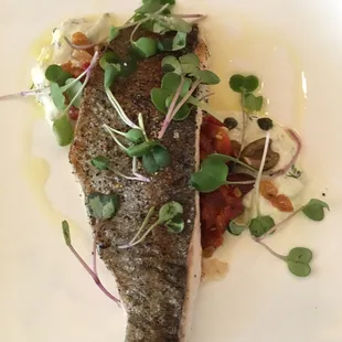 Mountain Trout