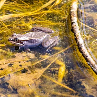 You can see wood frogs here during the Spring season.