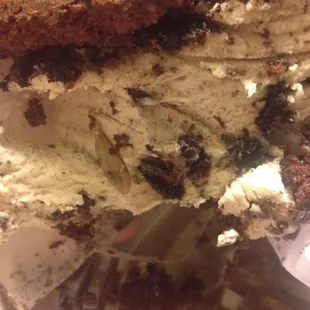 Fly wing in my Oreo Cookies and Cream Pie.  When I called the guy hung up on me TWICE