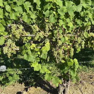 Grapes at the end of August &apos;23