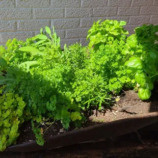Fresh herb garden