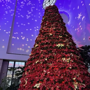 Poinsettia Tree