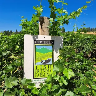 Fish Friendly Farming sign in the Lava Cap vineyard