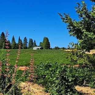 Raptors gliding over the scenic vineyard