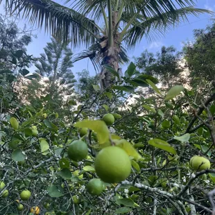 Backyard-grown organic Tahitian limes have just rolled into the Lava Lounge Waikiki!